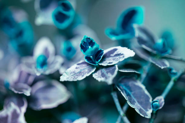 istock Defocused floral background with leaves 1147492317