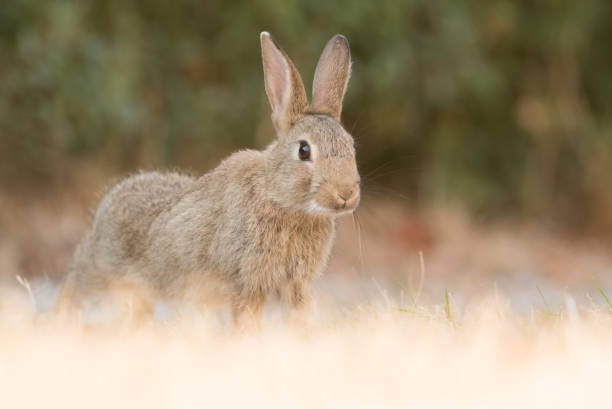 istock Stretching European wild rabbit 1147494991