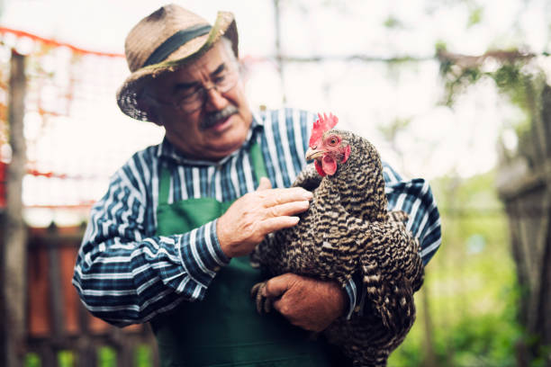 istock Senior Farmer holding chickens on farm 1147495352