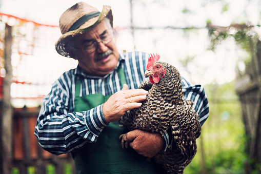 Farmer holding chickens on farm.