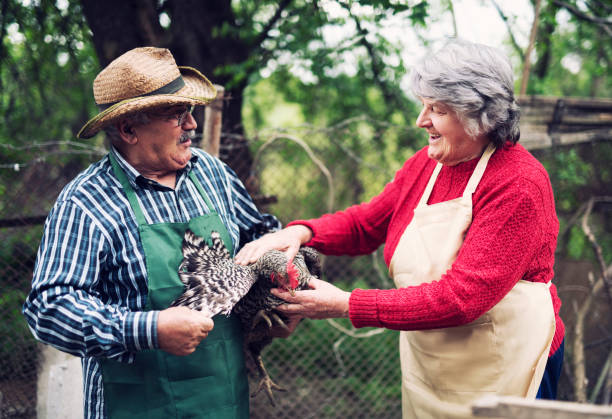 istock Senior couple with hen 1147495482