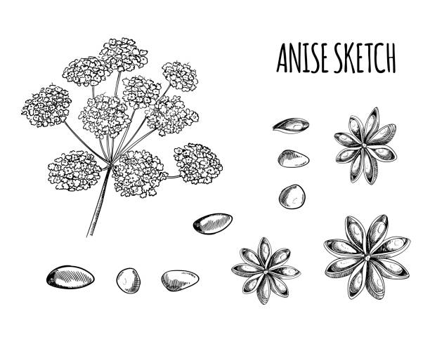 20+ Aniseed Drawing Illustrations, Royalty-Free Vector Graphics & Clip ...