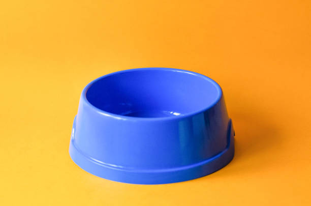 istock One empty pet blue bowl on an orange background. 1147498016