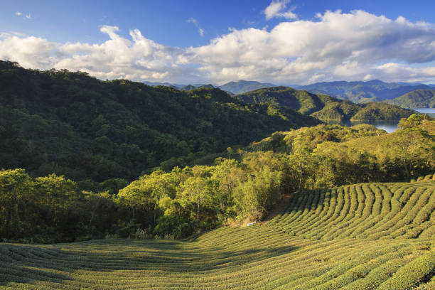 istock Xindian, Shiding, tea garden 1147498170