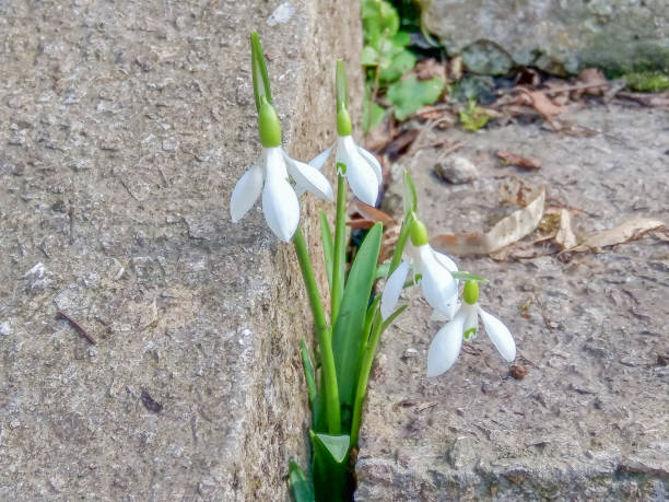 istock Tender snowdrops made their way through the concrete towards the spring. 1147502010