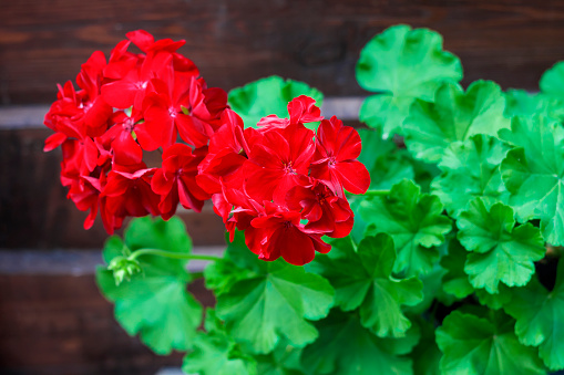 Closeup of red flowering pelargonium on the wooden fence background