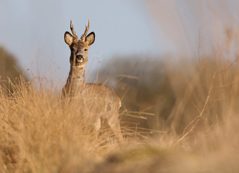 Roe deer buck standing in tall grass looking at the camera