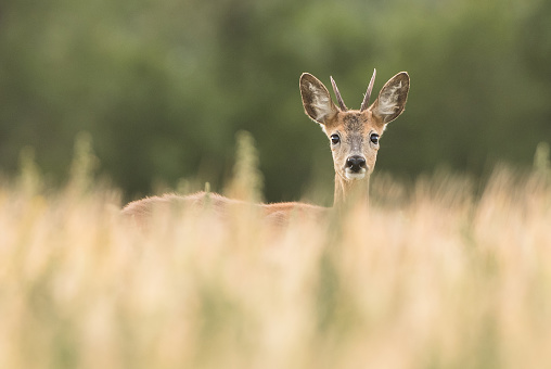 Reo Deer buck standing in tall grass looking at the camera