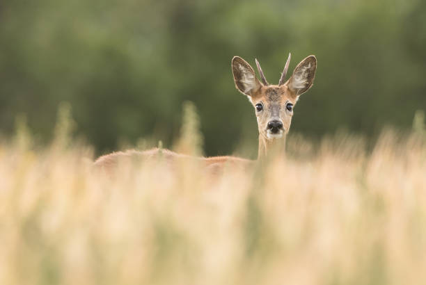 roe deer buck - wouter imagens e fotografias de stock