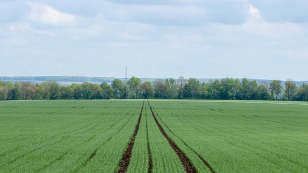 istock Young wheat seedlings growing in a field. Cloudy sky 1147506621