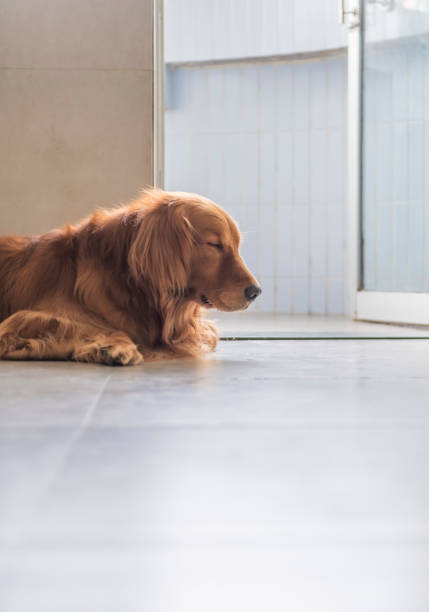 istock Golden retriever kneeling on the ground 1147507233