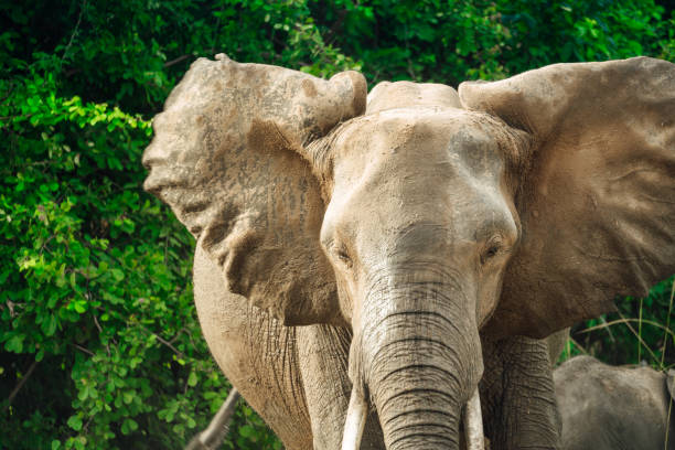 istock African Elephant in Wildlife 1147508649