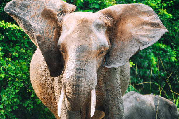 istock African Elephant in Wildlife 1147508700