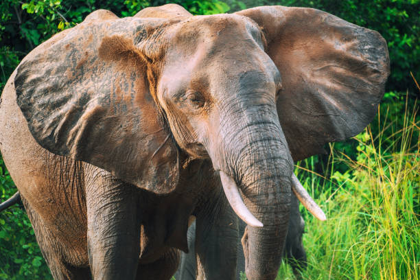 istock African Elephant in Wildlife 1147508756