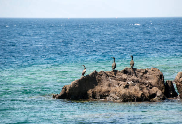 kormorane auf dem felsen sitzen - crested cormorant stock-fotos und bilder
