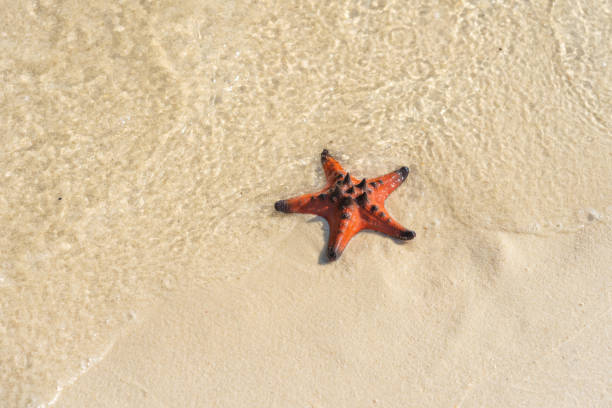 istock Starfish on the wet white sand 1147508808