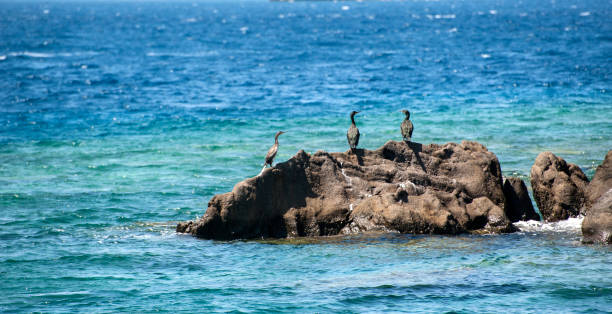 cormorani seduti sulla roccia - crested cormorant foto e immagini stock