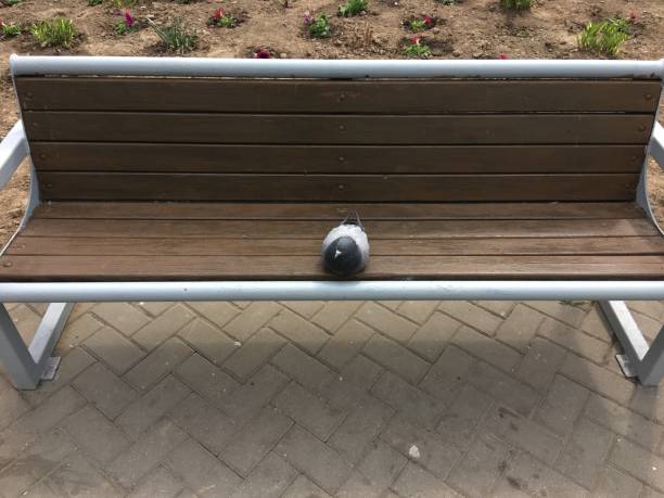 istock Wild bird in city 1147511651