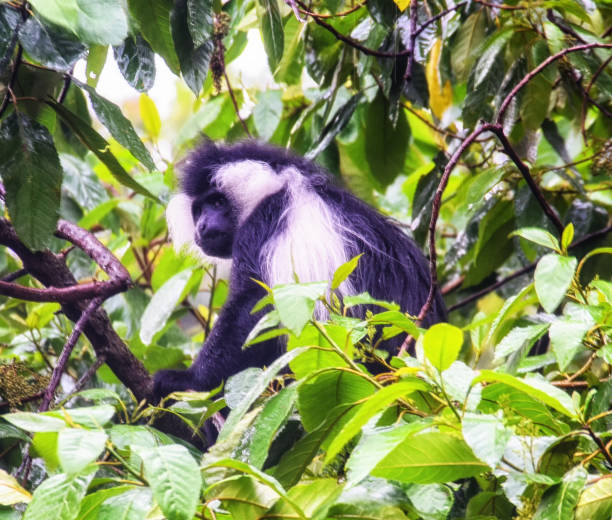Free Stock Photo of A monkey with white hair | Download Free Images and ...