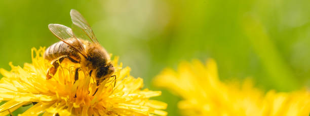 istock Honey bee covered with yellow pollen collecting nectar from dandelion flower. 1147512208