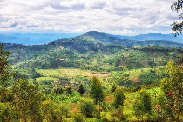 Beautiful rural landscape with agricultures terraces, Rwanda near Nyungwe National Park, Africa