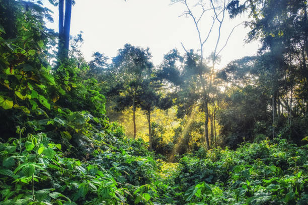 Rain forest, rwanda, Africa stock photo