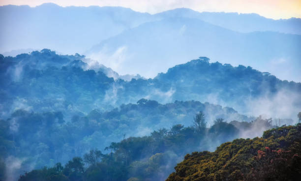 Tropical rainforest of Nyungwe National Park,Rwanda stock photo