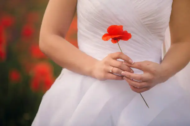 The close-up view of the hands of the bride is holding the poppy flower. Wedding day