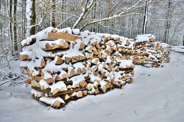 istock Wood billets in the forest covered in snow 1147515072
