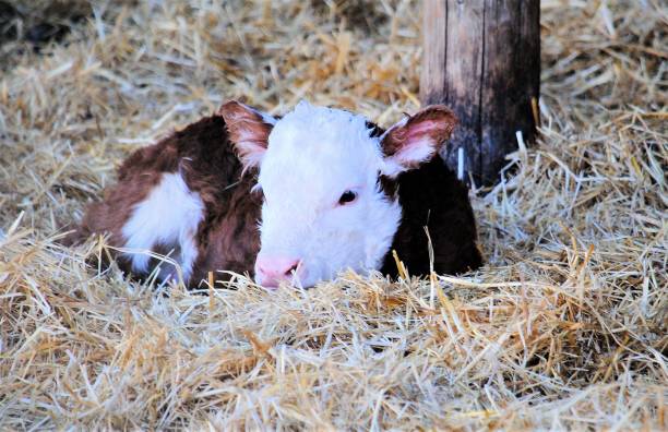 vitela recém-nascida pequena do bebê que descansa em uma cama da palha - calf newborn animal cattle farm - fotografias e filmes do acervo