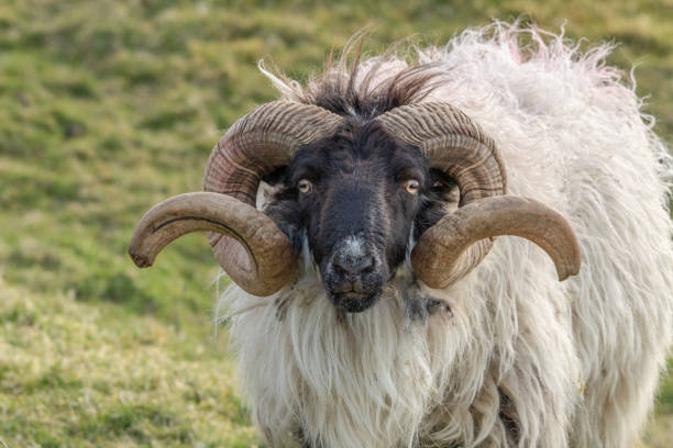 istock Ram with Big Curly Horns in Rural Ireland 1147519174