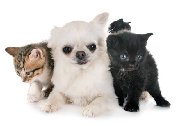 istock moggy kitten and chihuahua 1147519636