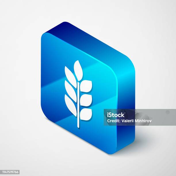 Isometric Cereals Icon Set With Rice Wheat Corn Oats Rye Barley Icon Isolated On White Background Ears Of Wheat Bread Symbols Agriculture Wheat Symbol Blue Square Button Vector Illustration Stock Illustration - Download Image Now