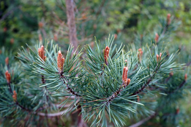 Close up of a Scots Pine flower with branches