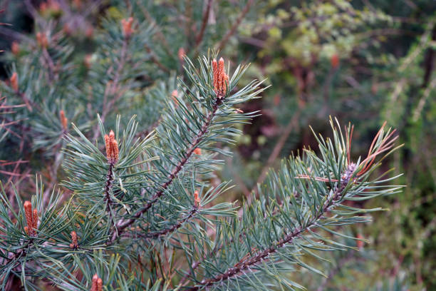 istock Close up of a Scots Pine flower with branches 1147520963