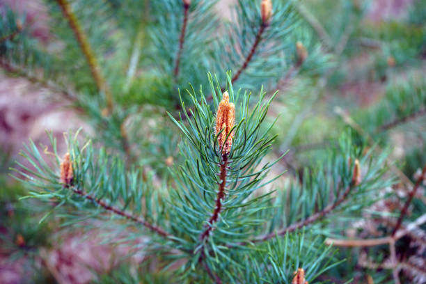 istock Close up of a Scots Pine flower with branches 1147521063