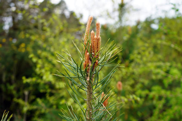 istock Close up of a Scots Pine flower with branches 1147521119