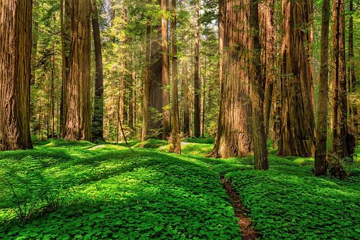 Bosque de Redwood en el hermoso norte de California photo