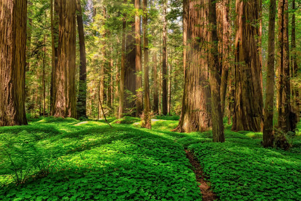 redwood forest landscape in beautiful northern california - redwood sequoia california redwood national park imagens e fotografias de stock