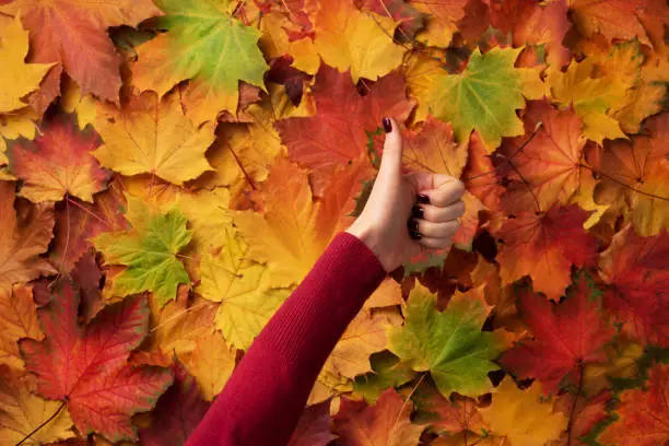 Female hand with red manicure holding gesture of likeness over colorful maple leaves background. I love gold autumn weather. Ok concept