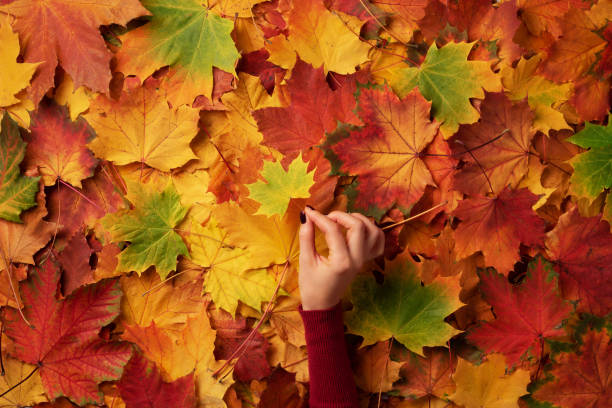 istock Maple leaf in girl hands. Hello autumn. Abstract background. Copy space for advertising. Sunny day, warm weather. Top view. Banner. 1147523041