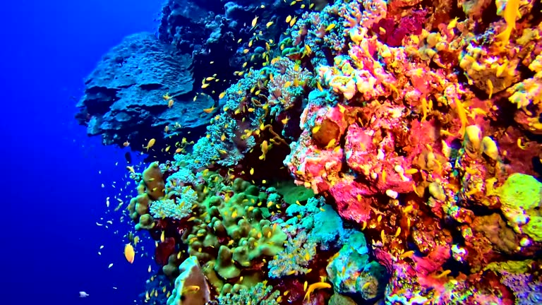 Colorful sea bottom. Underwater scenery