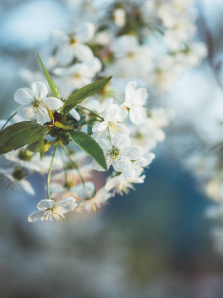 istock Beautiful cherry blossoms. Spring garden. Spring colors 1147524626