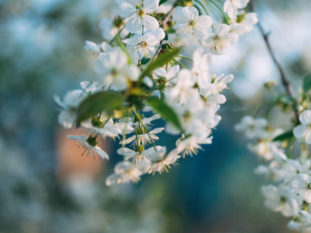 istock Beautiful cherry blossoms. Spring garden. Spring colors 1147524635