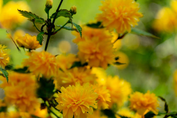 Selective focus on foreground of bright yellow flowers of Japanese kerria or Kerria japonica pleniflora on natural blurred dark green background. Beautiful fluffy yellow blooms on sunny spring day enfoque selectivo en el primer plano de las flores amarillas brillantes de la kerria japonesa o de la pleniflora de kerria japonica en el fondo verde oscuro difuminado natural. hermosas flores amarillas esponjosas en el soleado día de primavera
