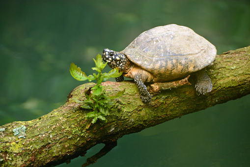 Spotted Black pond turtle(Geoclemys hamiltonii )  resting above the water surface.