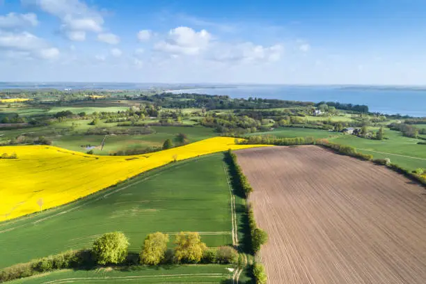 Colza and crop field aerial view from drone