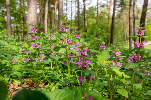 istock Blind nettle purple, on a green defocused background, in the forest. 1147526704