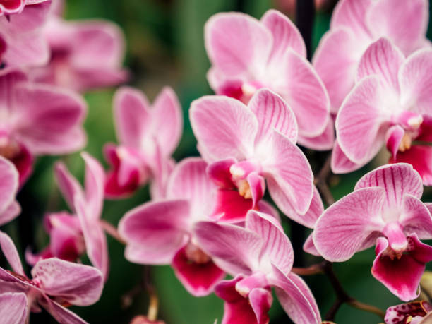 istock Beautiful orchid flower close-up 1147527101