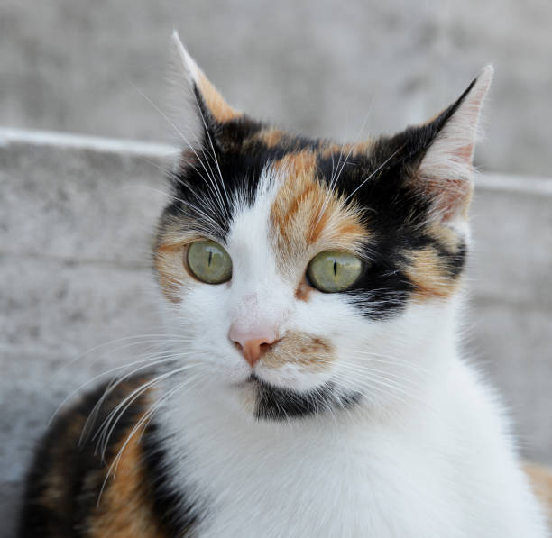 istock portrait of cat 1147528203